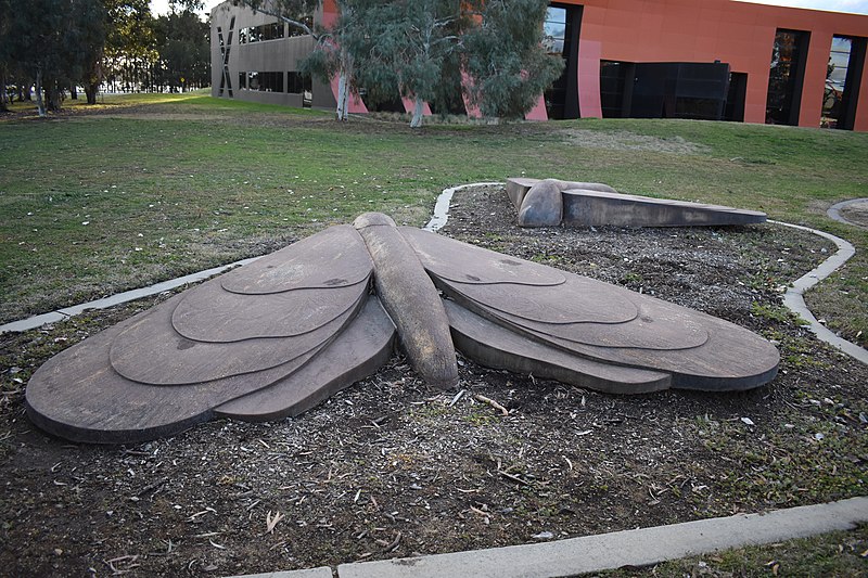 Big Bogong Moths