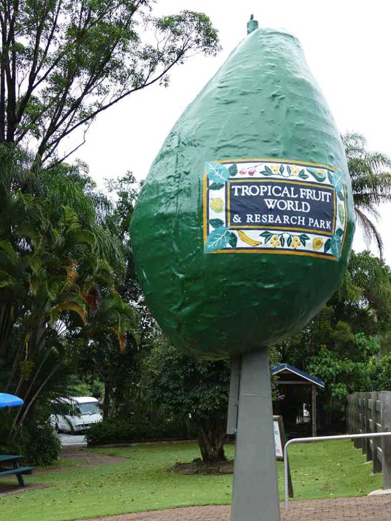 Big Avocado