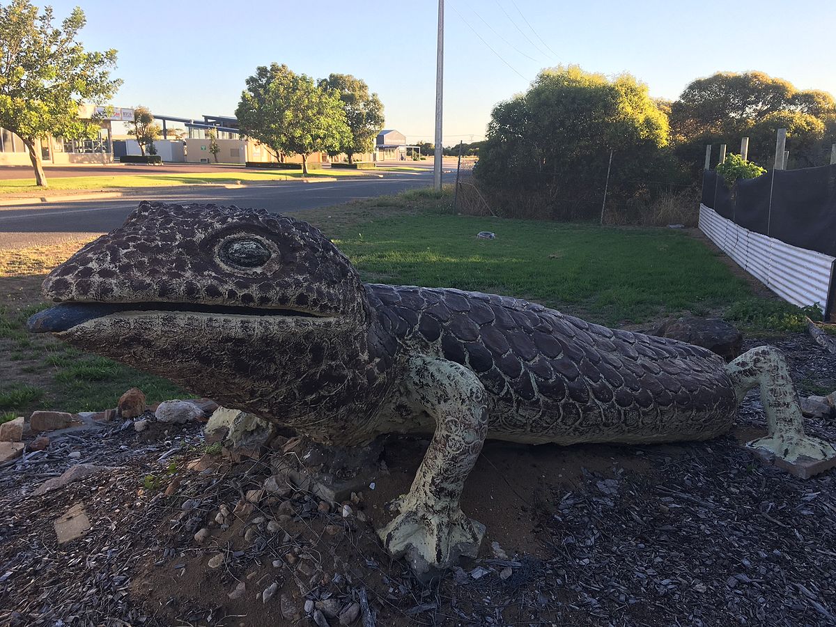 Big Bob Tailed Lizard