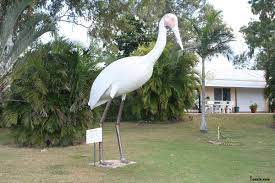Big Brolga