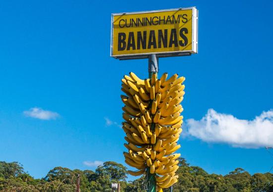 Big Bunch Of Bananas