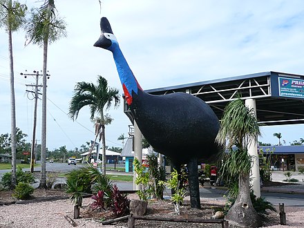 Big Cassowary