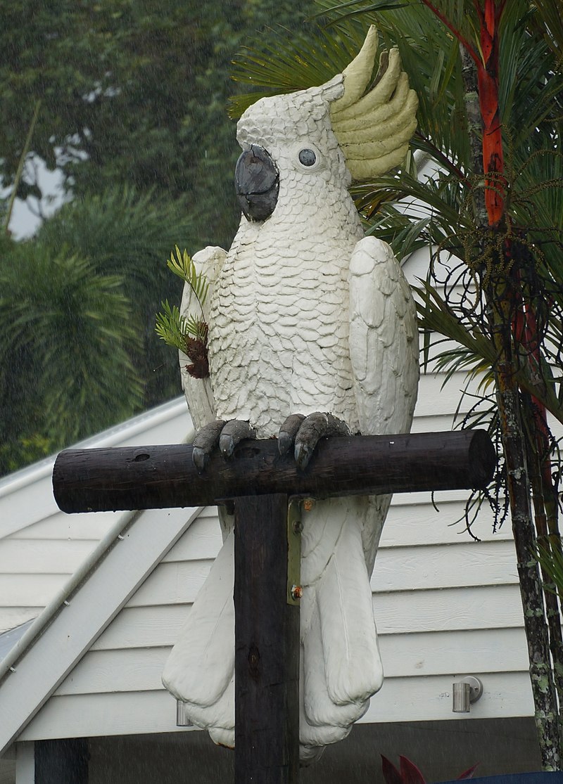 Big Cockatoo