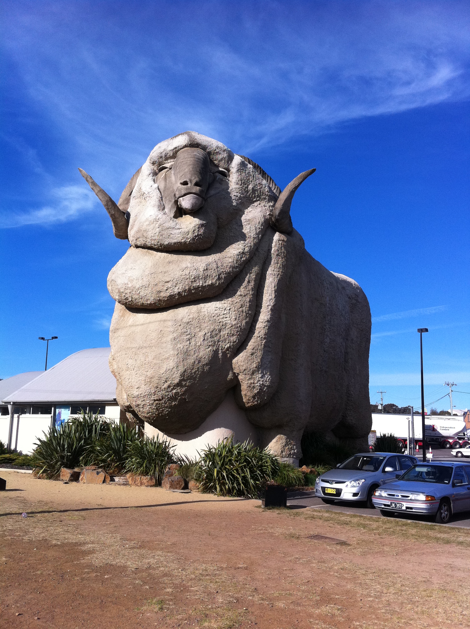 Big Merino