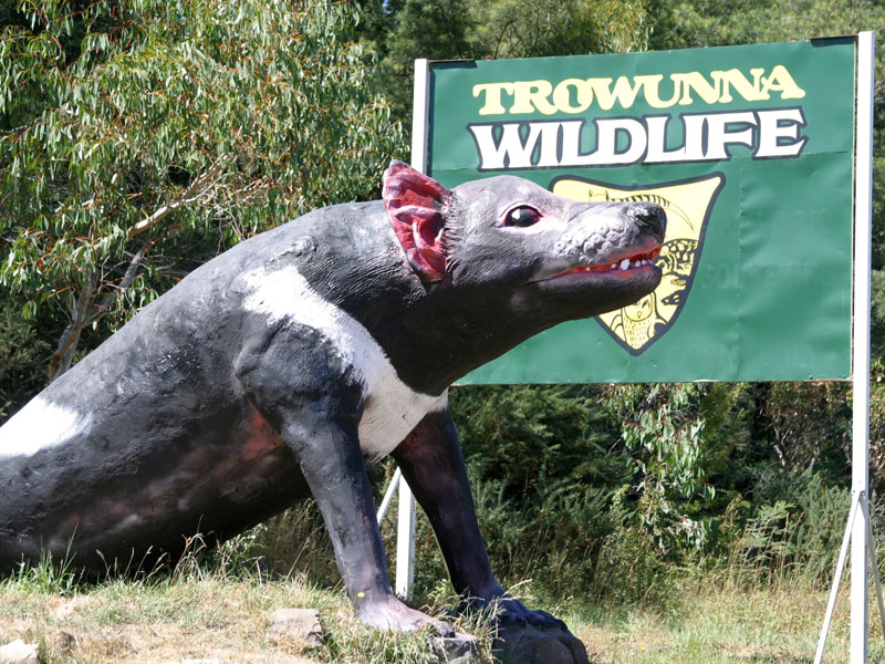 Big Tasmainia Devil