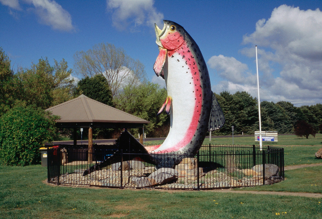 Big Trout