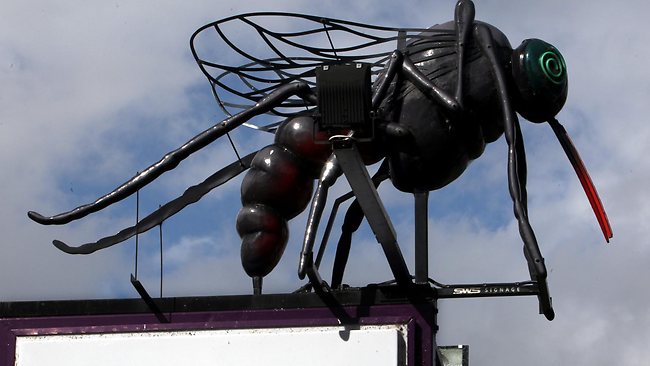 Big Mosquito