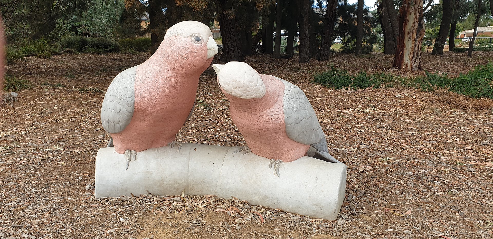 Big Galahs